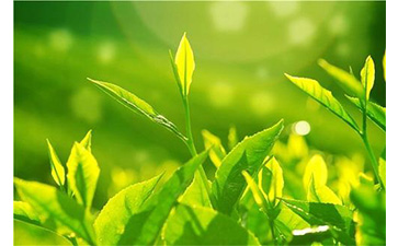 茶葉防偽溯源系統(tǒng)具有哪些優(yōu)勢(shì)價(jià)值?