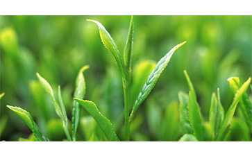 茶葉質(zhì)量追溯管理系統(tǒng)可以實現(xiàn)哪些功能？具有哪些優(yōu)點？